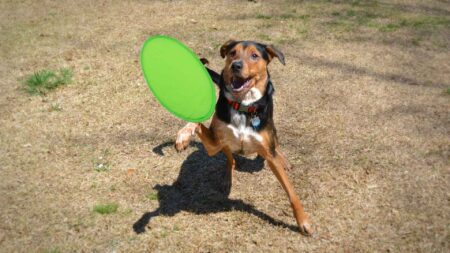 Frisbee pieghevole